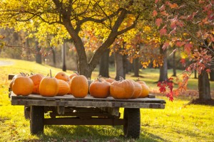 pumpkins at picnic ground in fall