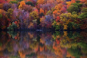 autumn fall foliage color on lake