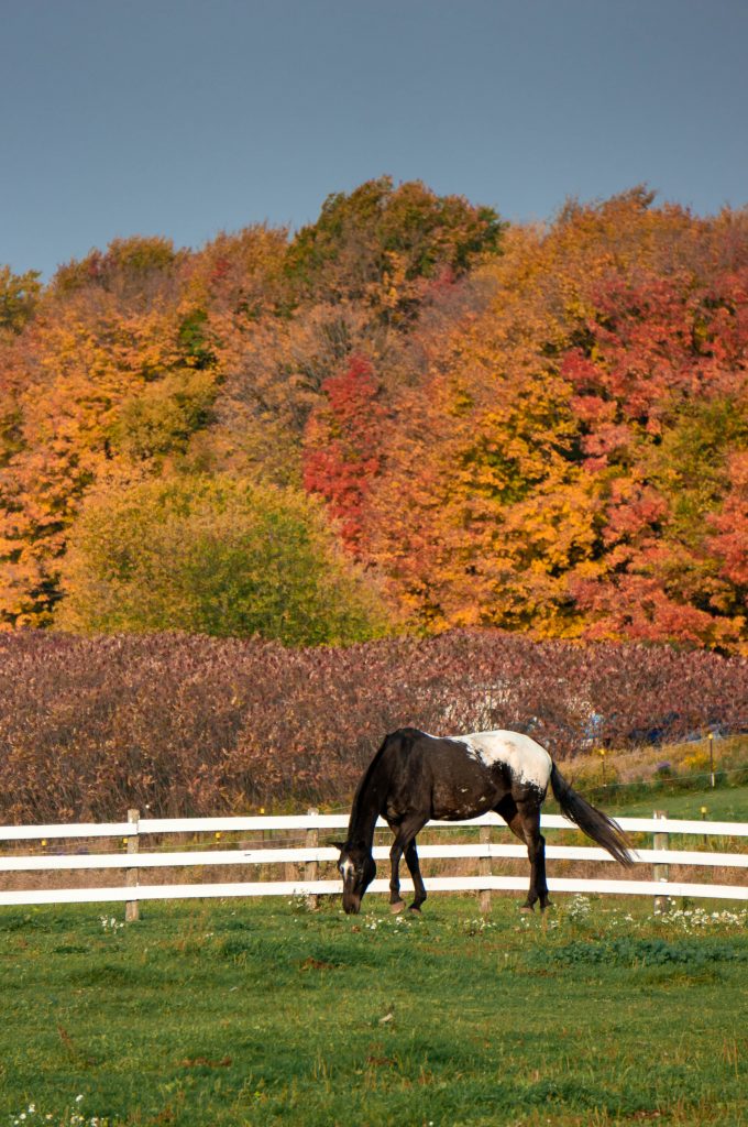 horse farm in fall colour