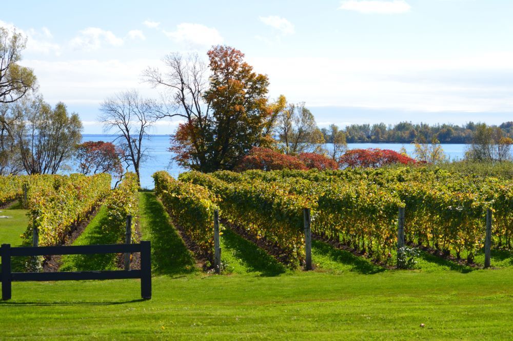 ontario winery prince edward county