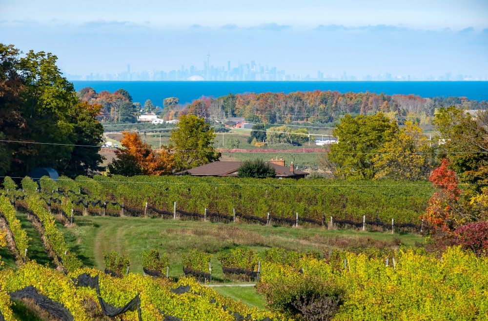 niagara ontario wineries